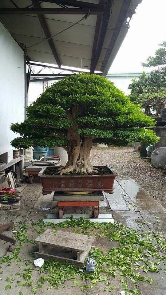 aneka gaya bonsai