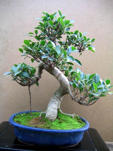 aneka gaya bonsai