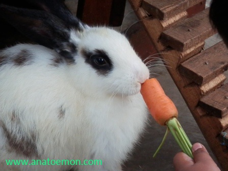 gambar kelinci makan wortel