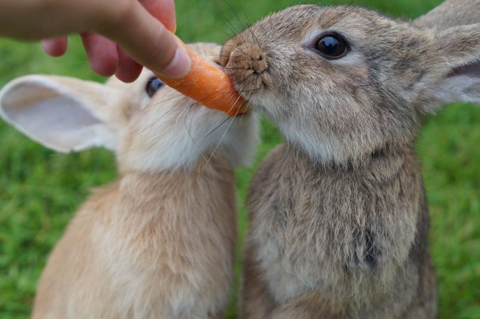 gambar kelinci makan wortel