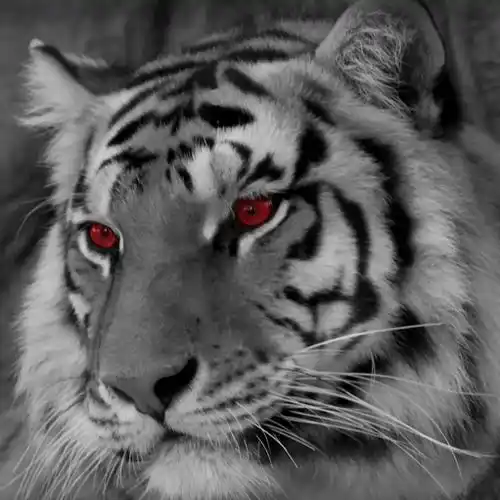 gambar macan putih mata merah