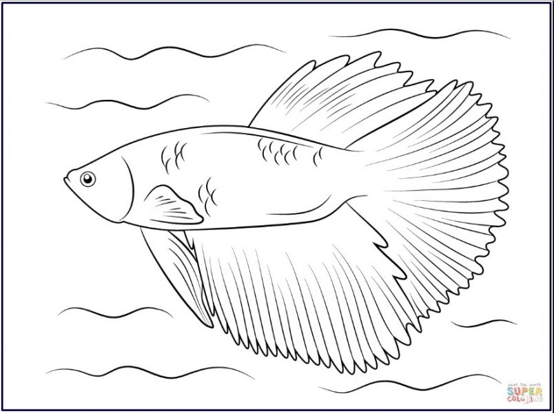 sketsa ikan cupang
