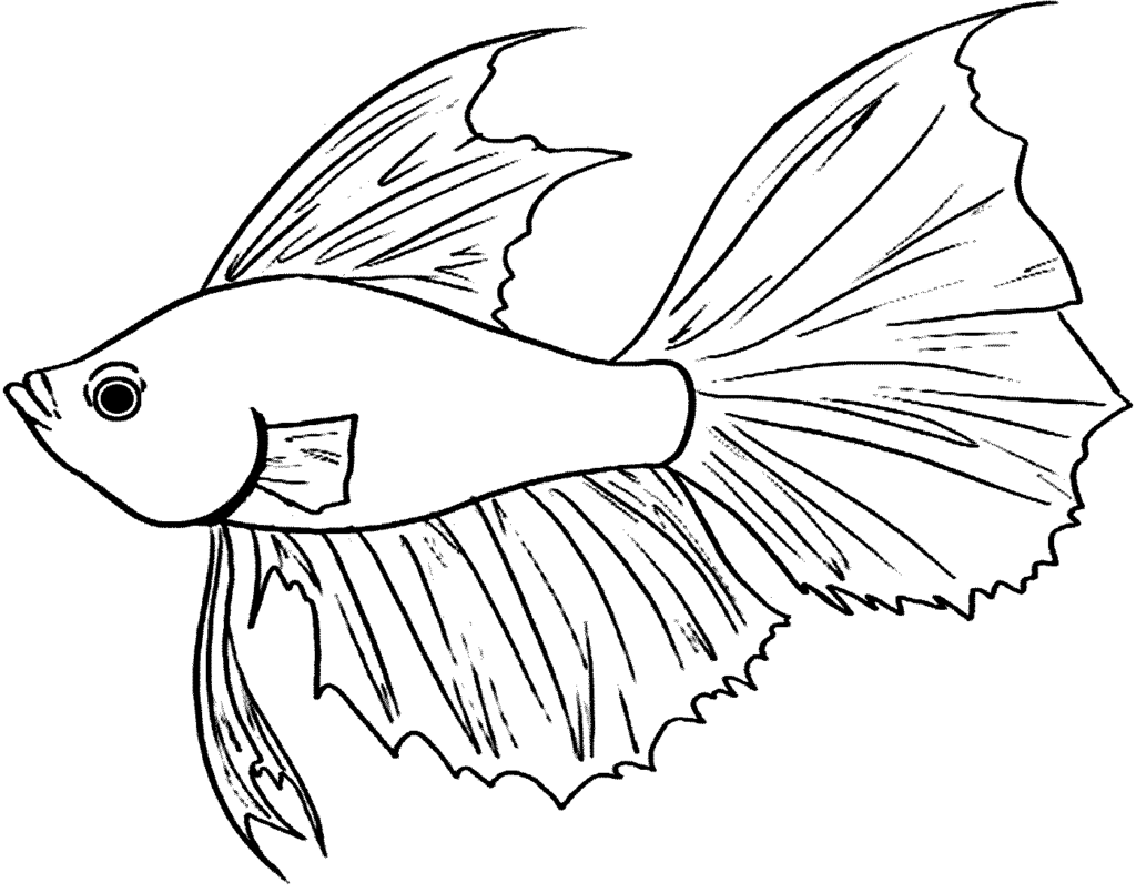 sketsa ikan cupang
