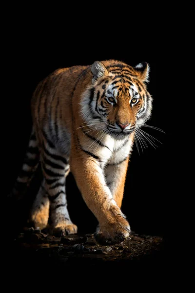 gambar harimau keren