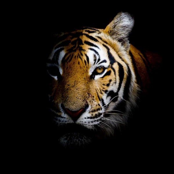 gambar harimau keren