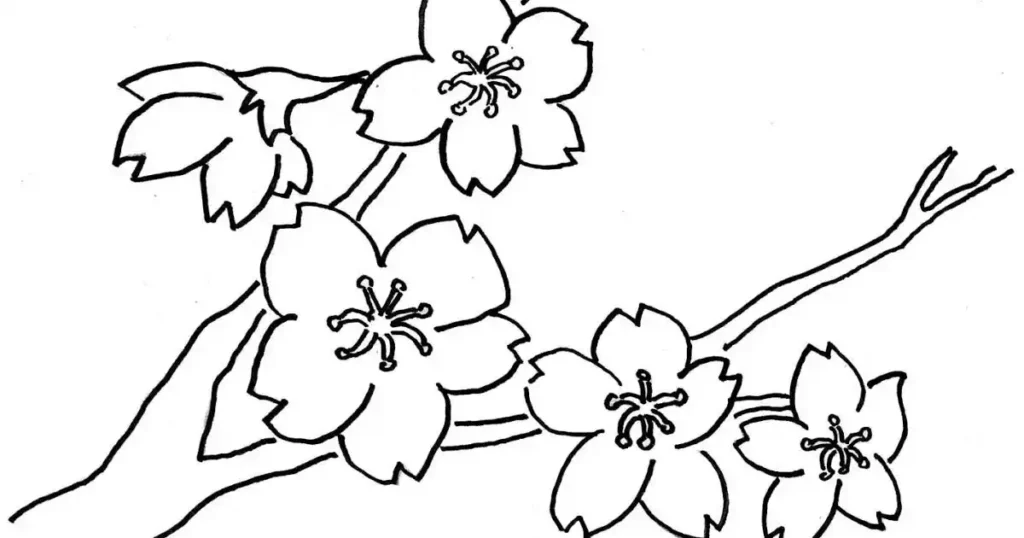 sketsa bunga melati
