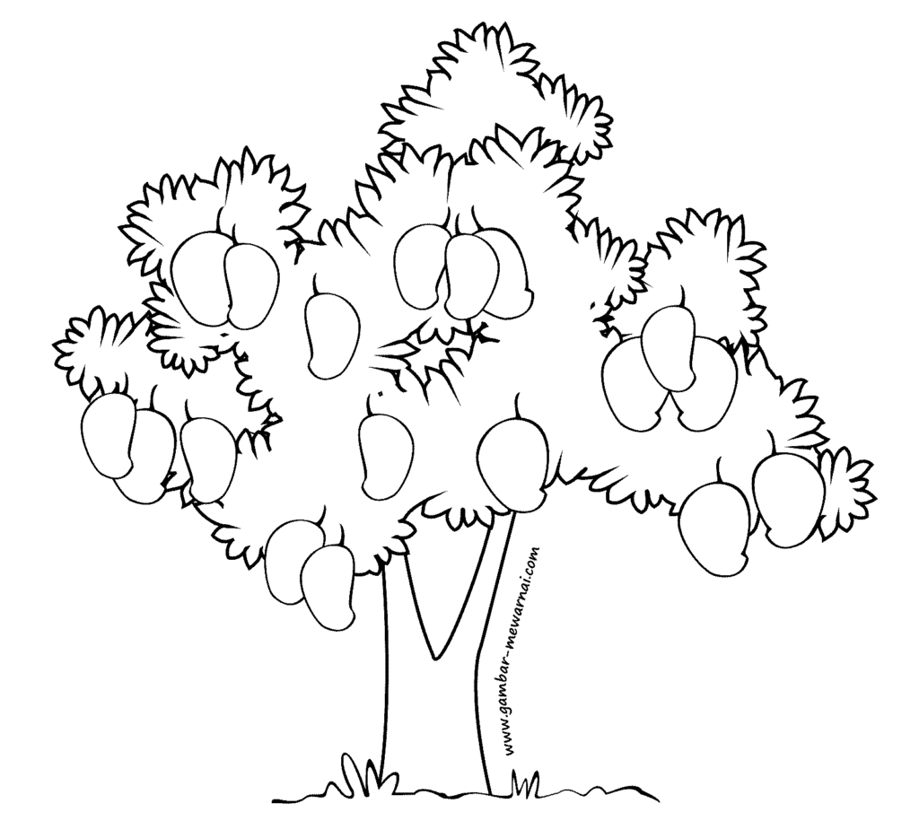 sketsa pohon mangga
