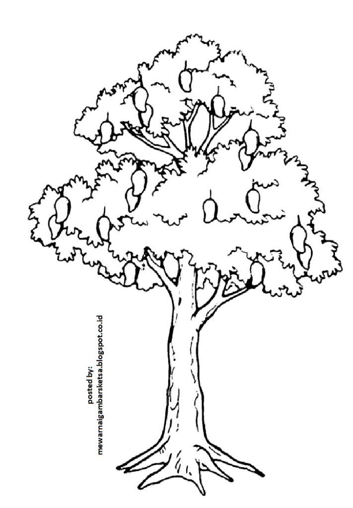 sketsa pohon mangga