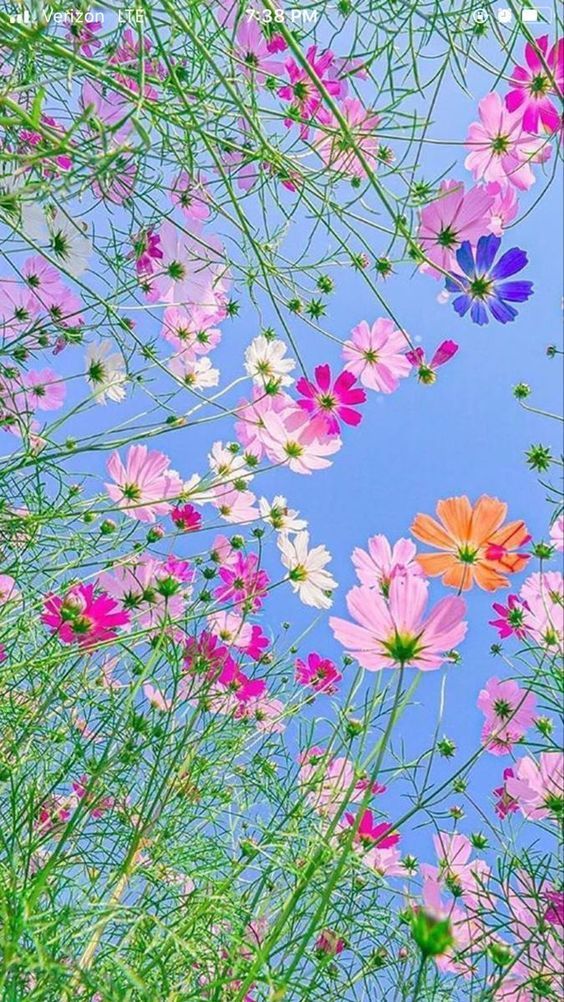 Gambar Bunga Cantik