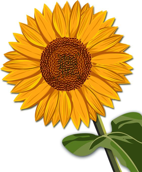 Gambar Bunga Matahari Kartun