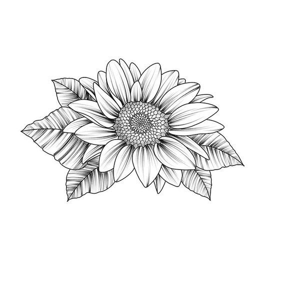 Gambar Bunga Matahari Sketsa
