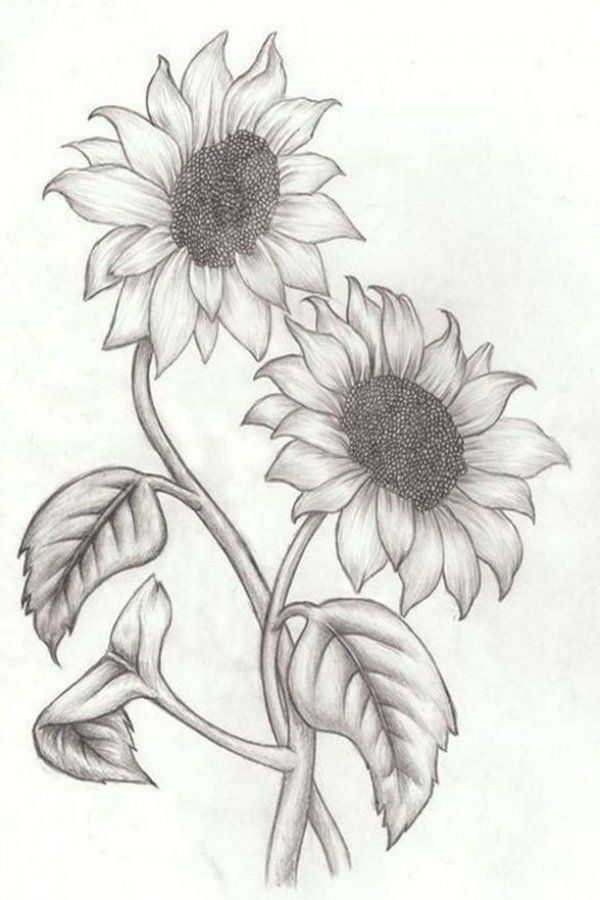 Gambar Bunga Matahari Sketsa