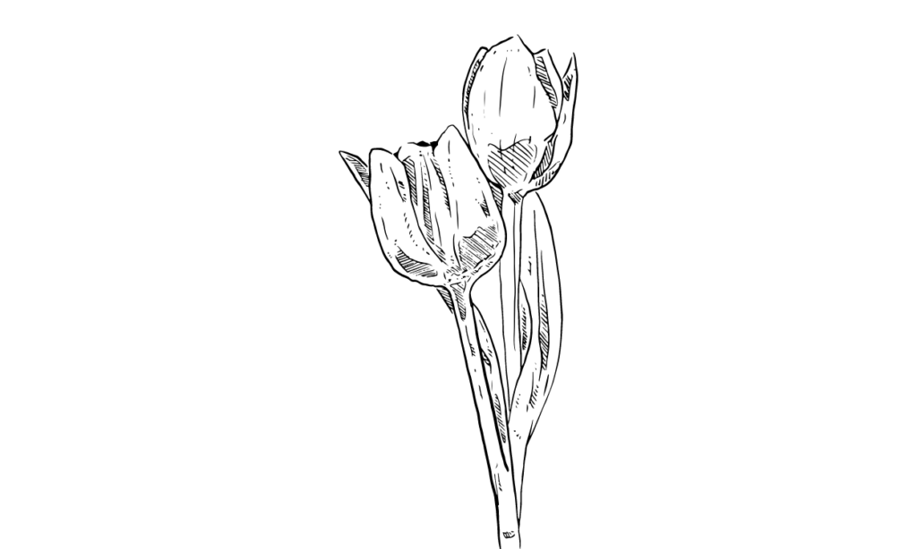 Gambar Bunga Tulip Sketsa