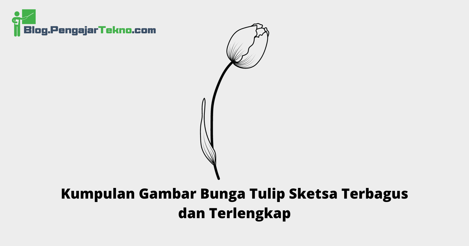 Gambar Bunga Tulip Sketsa