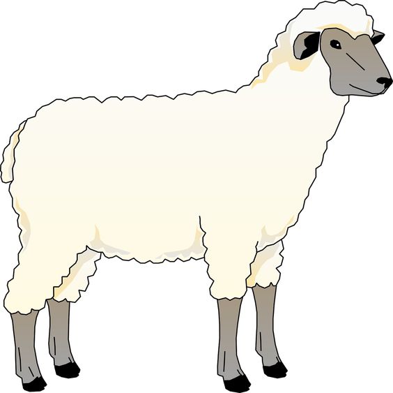 Gambar Domba Kartun