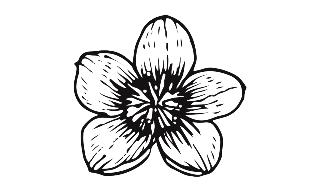 Sketsa Gambar Bunga Sakura