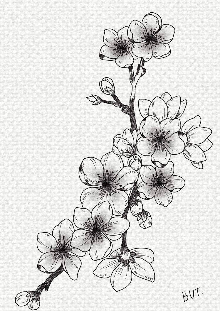 Sketsa Gambar Bunga Sakura