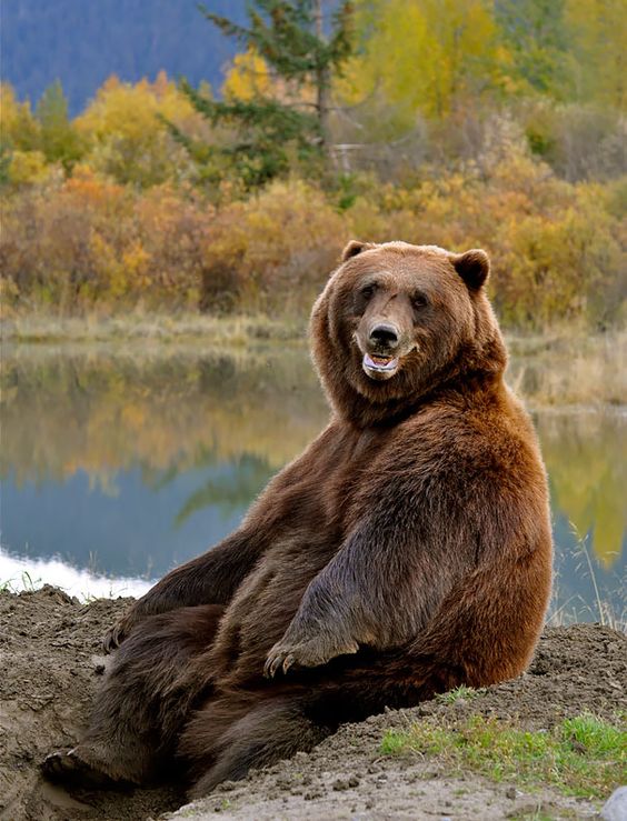 Gambar Beruang Lucu