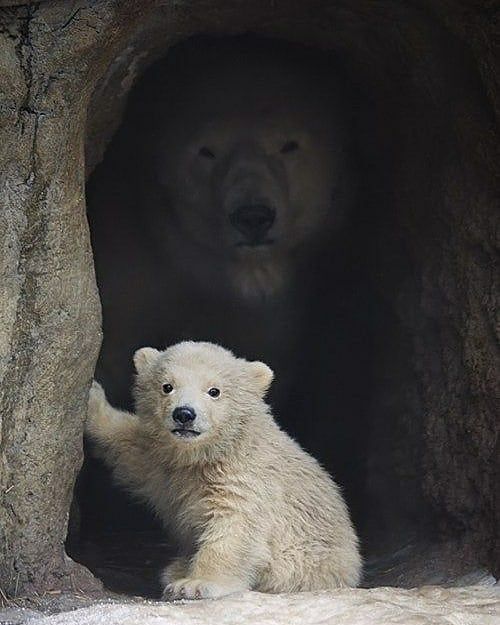 Gambar Beruang Lucu