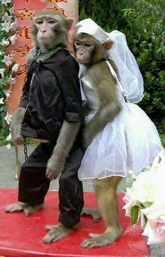 Gambar Monyet Lucu