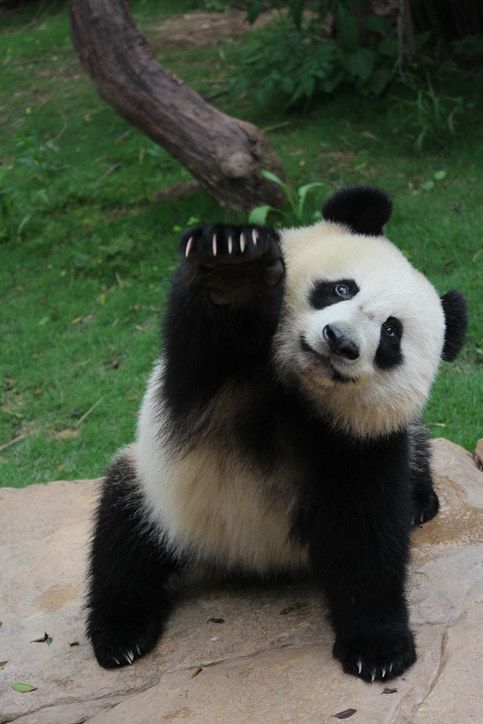 Gambar Panda Lucu
