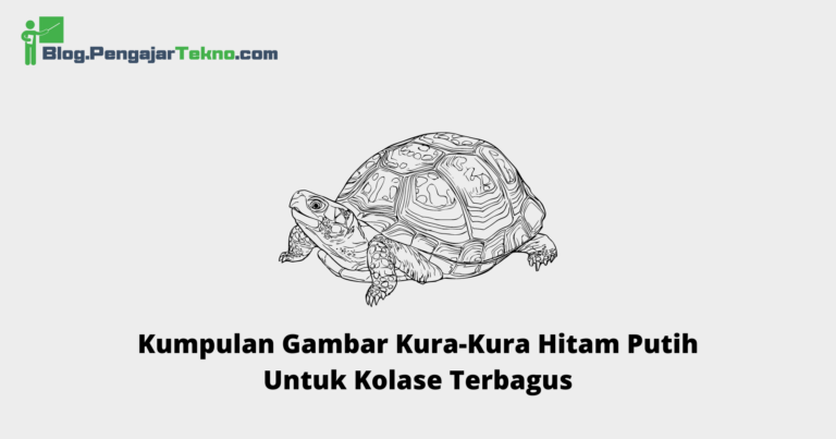 Kumpulan Gambar Kura-Kura Hitam Putih Untuk Kolase Terbagus - Blog