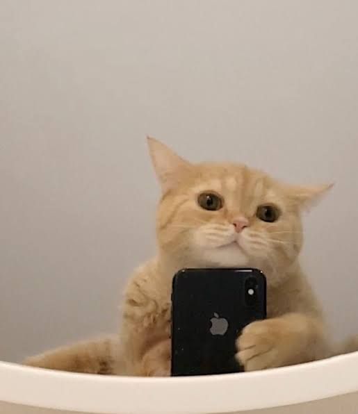 Foto Kucing Selfie
