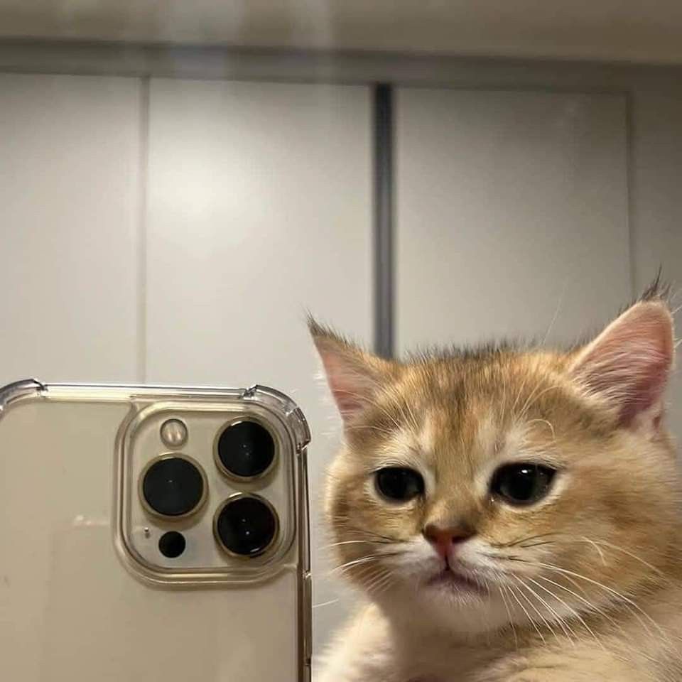 Foto Kucing Selfie