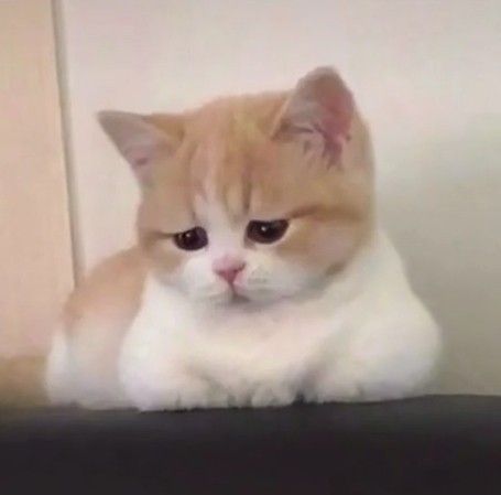 Gambar Kucing Sedih