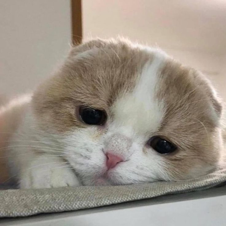 Gambar Kucing Sedih