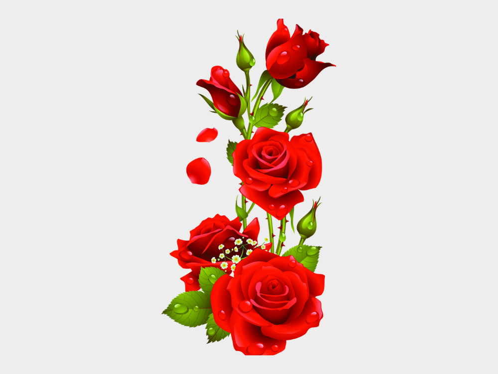 Gambar Mawar Merah