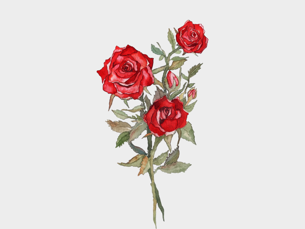 Gambar Mawar Merah