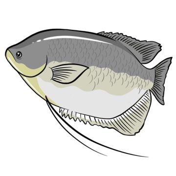 Gambar Ikan Gurame