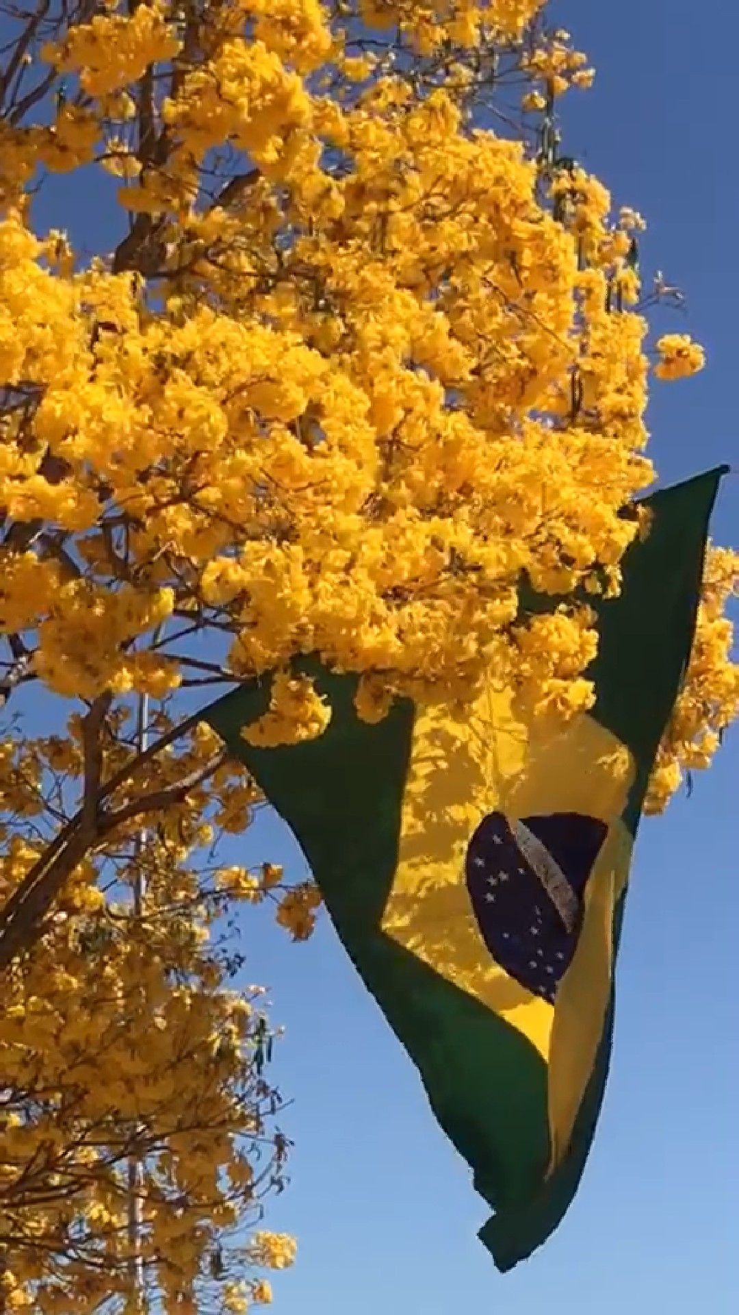 Wallpaper Bendera Brasil