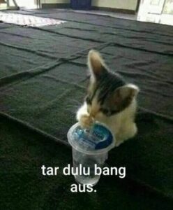 Kumpulan Foto Kucing Meme Paling Lucu Terbagus dan Terlengkap - Blog