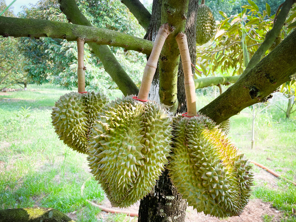 Foto Durian
