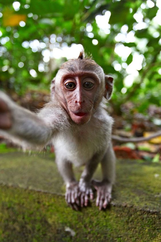 Foto Monyet Selfie