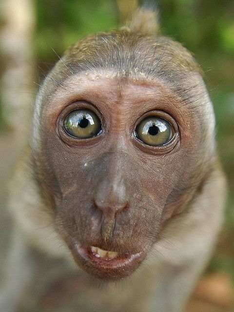 Foto Monyet Selfie