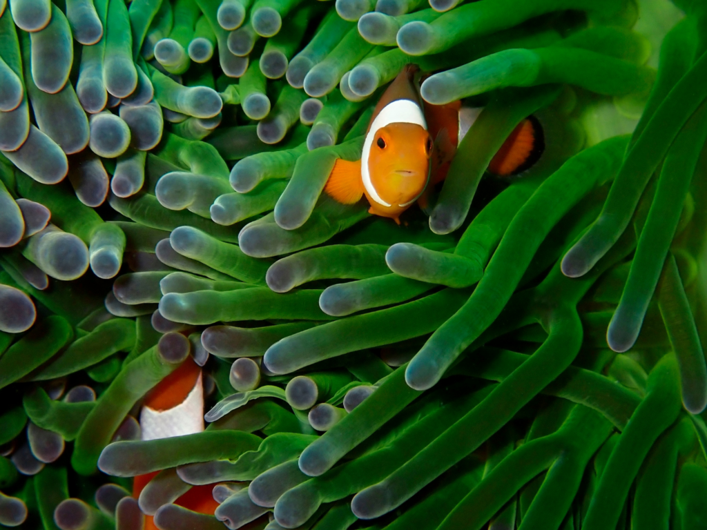 Kumpulan Gambar Ikan Nemo Paling Bagus Dan Terlengkap Blog Pengajar Tekno