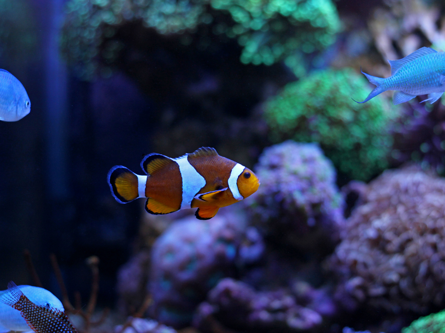 Gambar Ikan Nemo