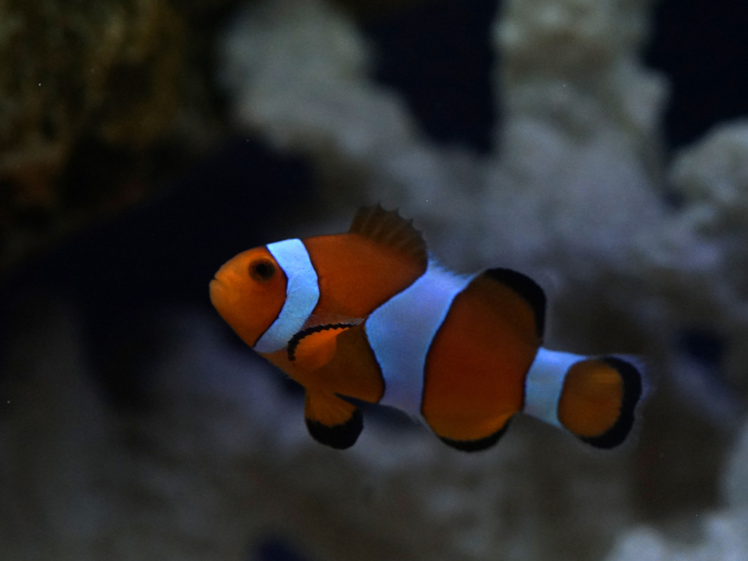 Gambar Ikan Nemo