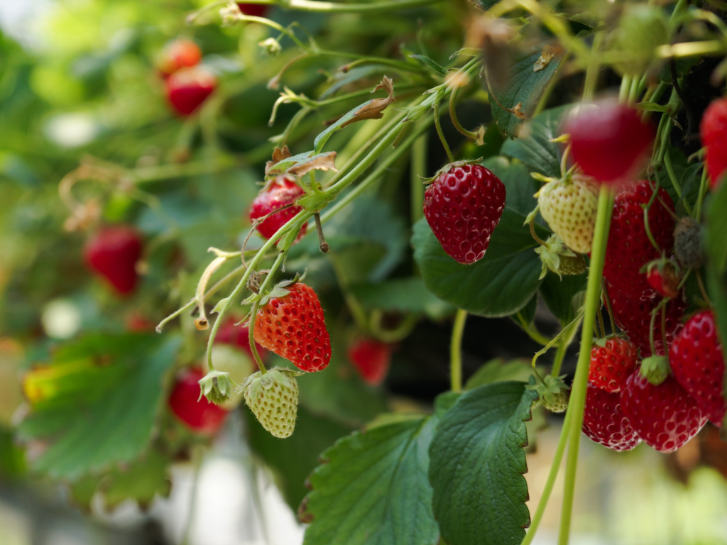 Kumpulan Gambar Strawberry Terbagus dan Terlengkap - Blog Pengajar Tekno