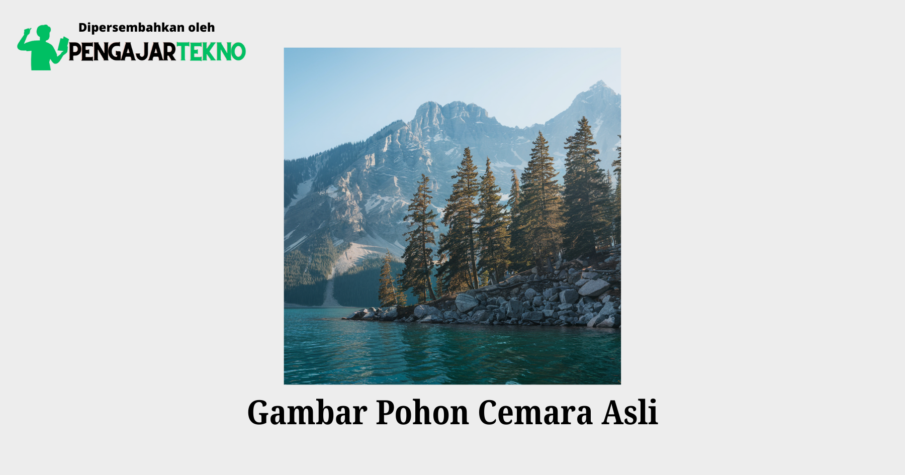 gambar pohon cemara asli​