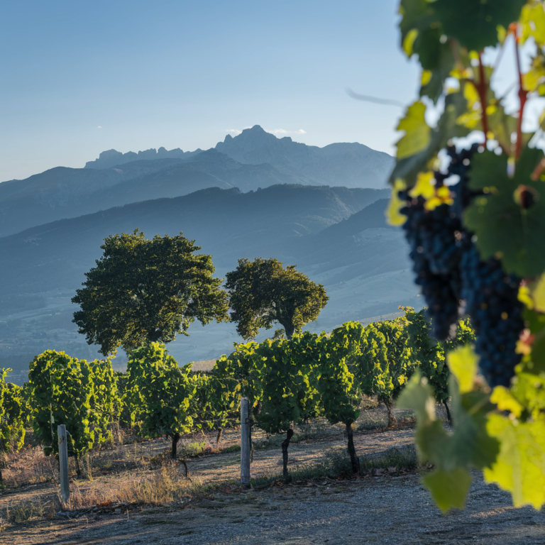 Gambar Anggur - Blog Pengajar Tekno