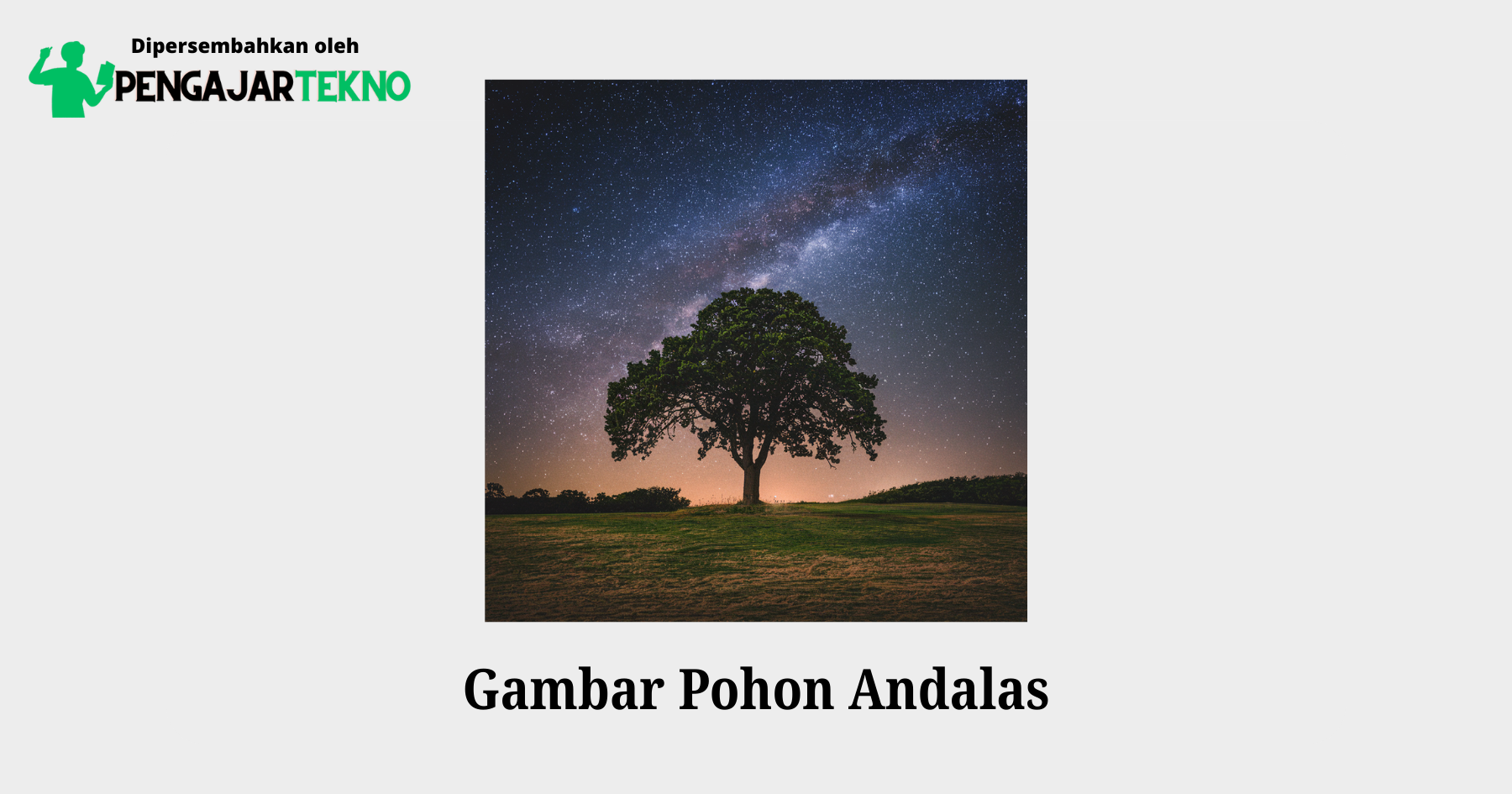 gambar pohon andalas