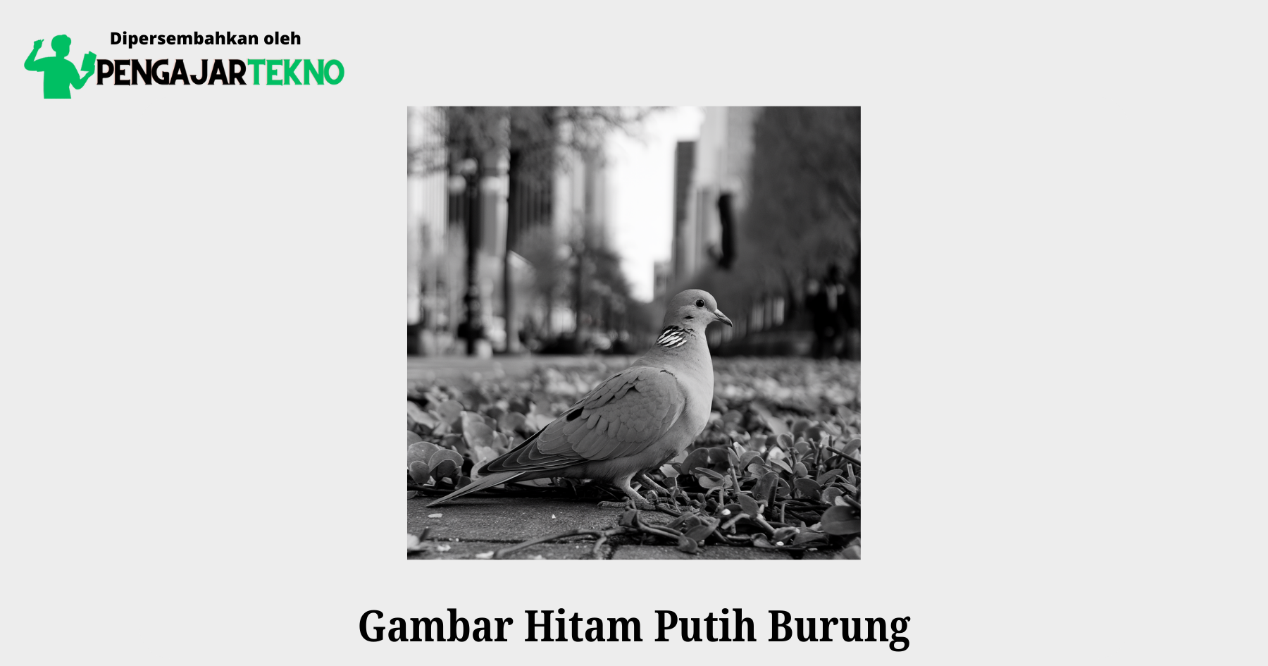 gambar hitam putih burung