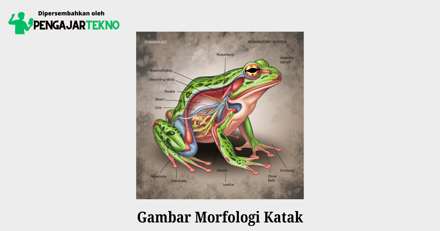 gambar morfologi katak