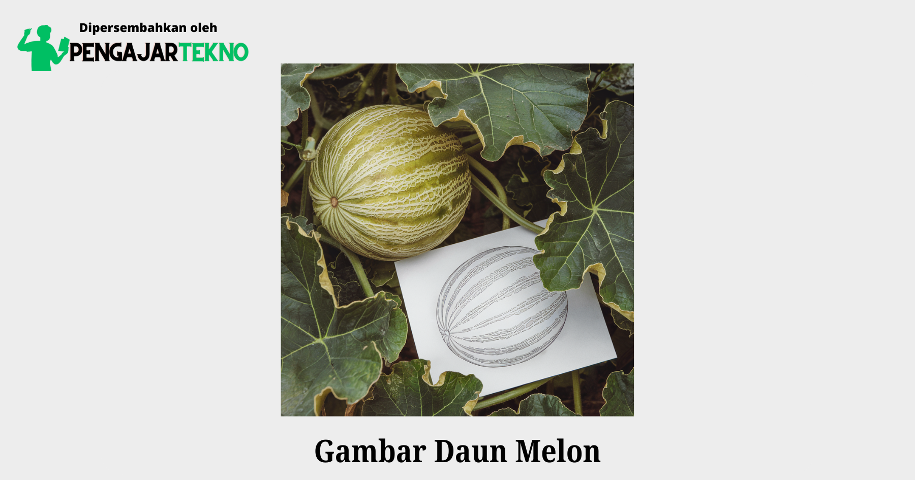 gambar daun melon