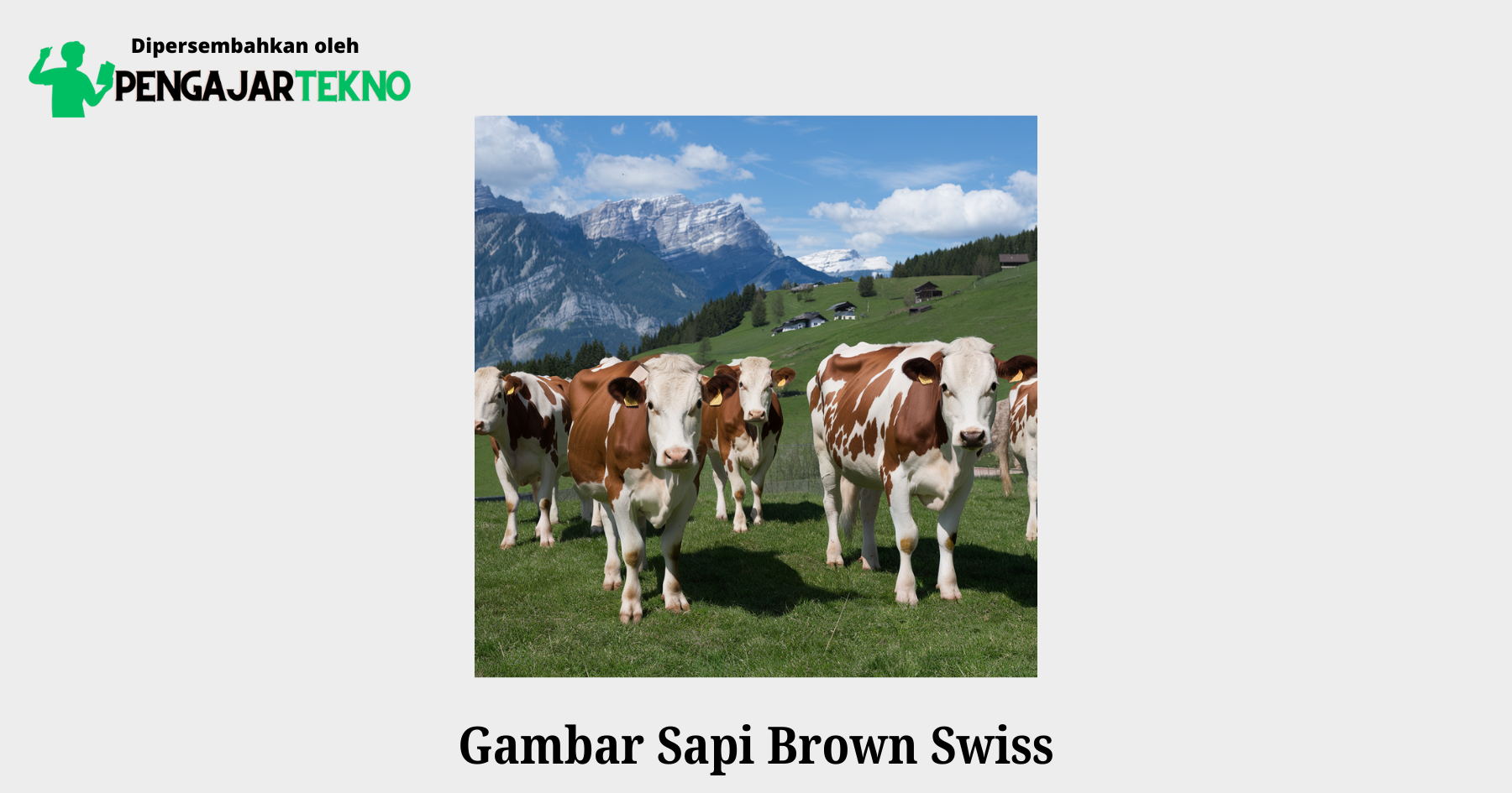 gambar sapi brown swiss